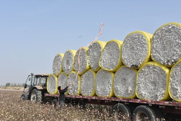 5策略 科技赋能丰收——新疆棉花采收一线见闻